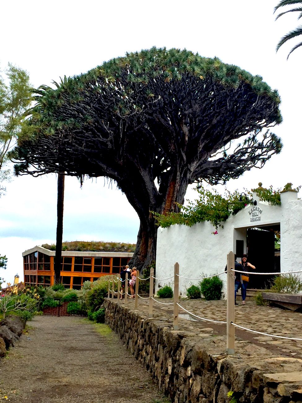 Old Towns & the Ancient Dragon Tree
